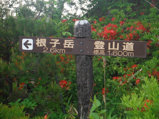 qxւ̓oR
