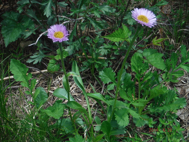 Ϸ޸