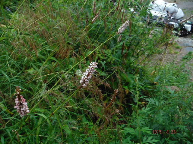 CuLgmI