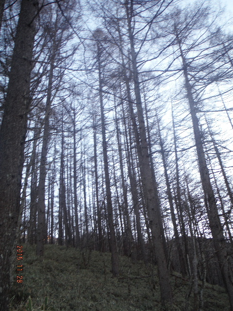 カラマツ林の登山道