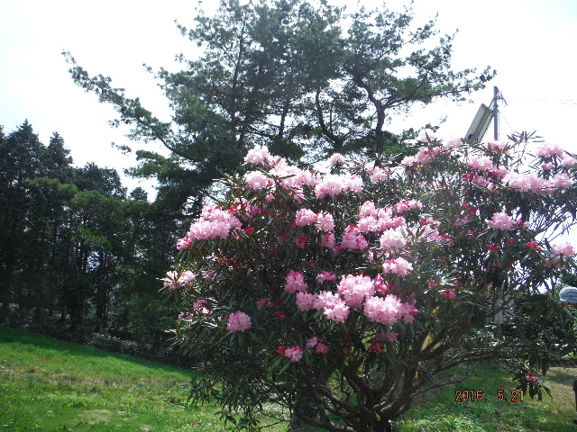丸山荘のシャクナゲ