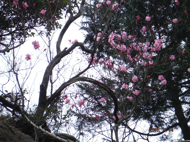 �A�J���V�I