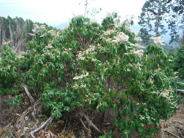 �n���؂̑��