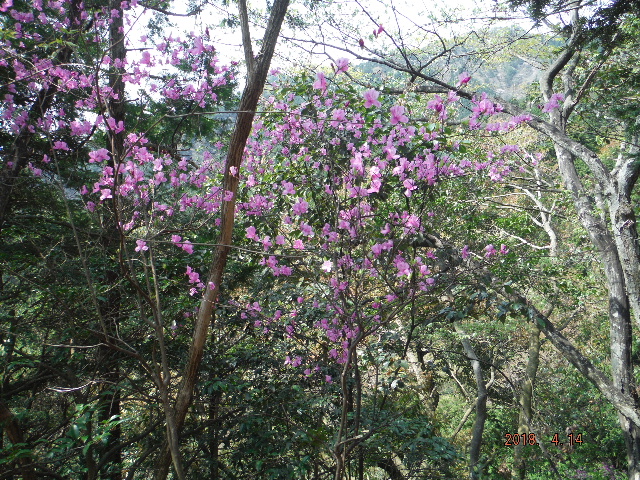 �����T�L���V�I